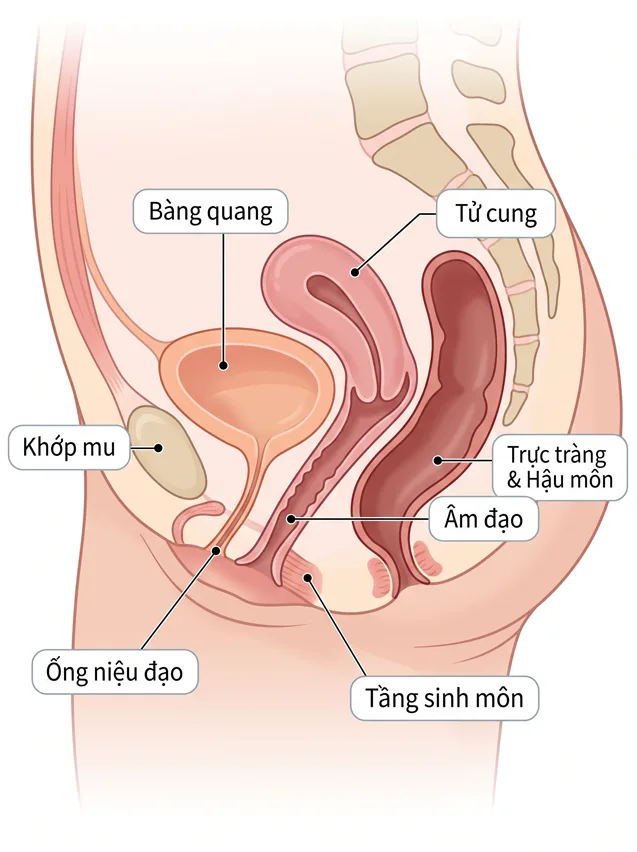 Hình minh họa giải phẫu vùng tầng sinh môn